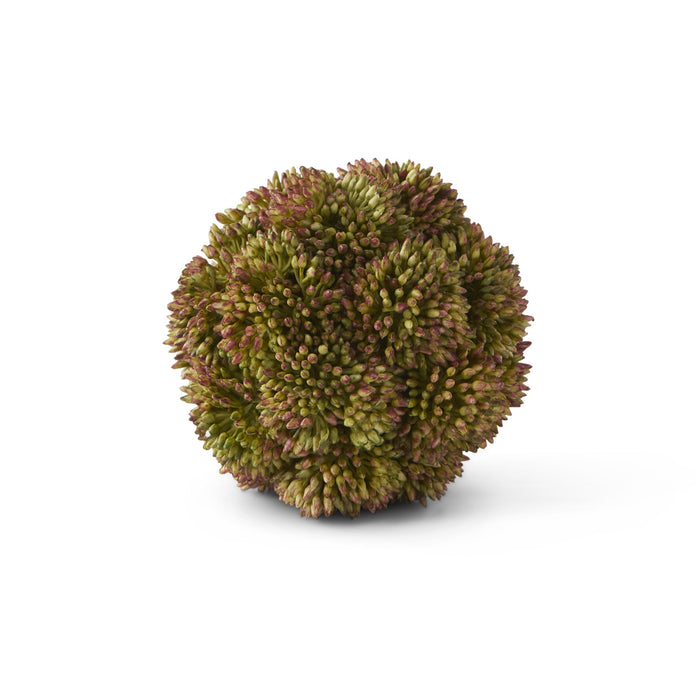 Dark Green Sedum Succulent