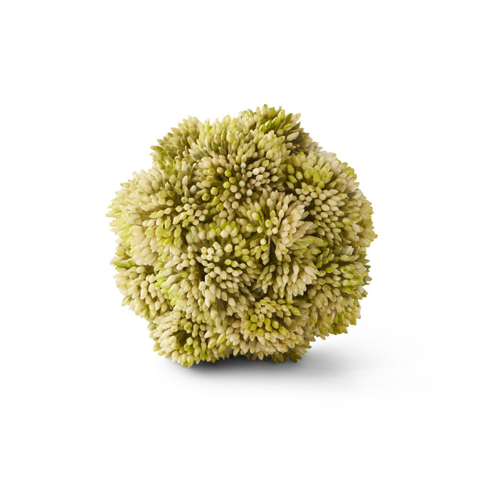 Light Green Sedum Succulent