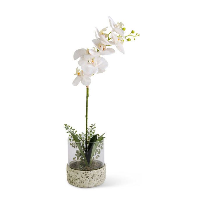 White Orchid in Glass Container