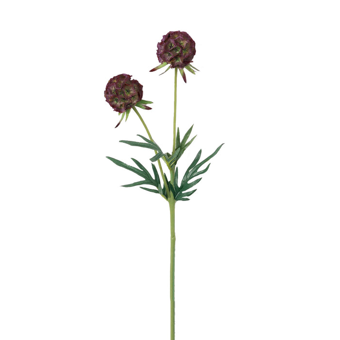 Scabiosa Stem