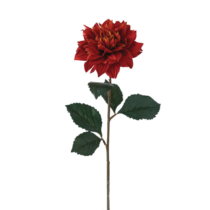 Deep Tone Red Flowering Dahlia